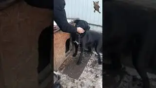 Собака Рей злится, мой друг Яша