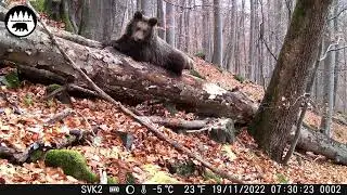 Medvede pri vyvratenom strome (61)