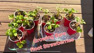 How to grow strawberries from bare root plants. It’s not hard!