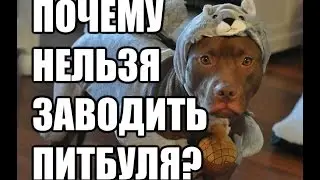 Почему вам нельзя заводить питбуля