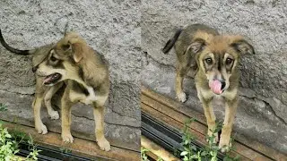 The poor dog was found in a te.rrible condition on the street