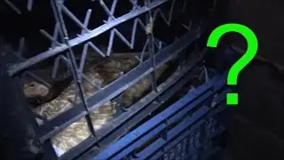 Gurk Tavuğumuza Ne Oldu, Civcivler Çıktı mı?
