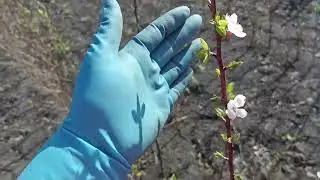 Я увидела чудо на абрикосе полученном от Владимира Цыганова.
