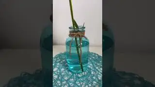 Snake Plant propagation in water from leaf 😊🍃