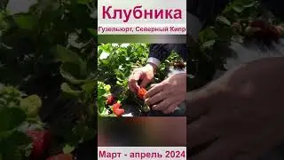 Клубника на Северном Кипре  