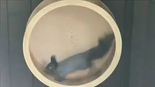 Содержание белок в неволе.Белка в  колесе
