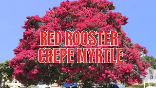 Red Rooster Crepe Myrtle - TN Nursery