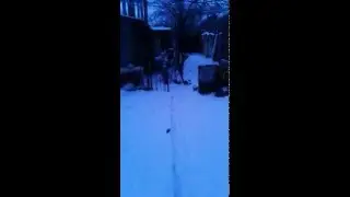 Немецкая овчарка