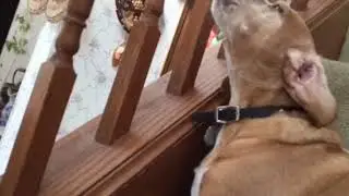 Dachshund howling 2