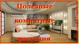 Полезные комнатные растения. Растения для очистки воздуха