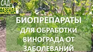 Опрыскивание винограда биопрепаратами. Биопрепараты для винограда