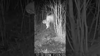 Owl ate a bunny out of my trap!! 