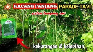 KACANG PANJANG PANAH MERAH KANTON TAVI || KELEBIHAN & KEKURANGAN
