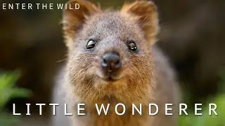 Enter The Wild | Ep 3 : Little Wanderer, Quokka.