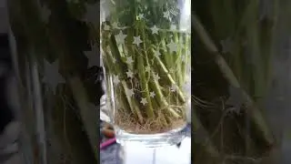 Growing mint in water 👌