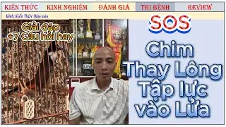 Tổng hợp các thắc mắc về Chim chào mào Thay Lông, tập Lực, vào Lửa, Trị bệnh