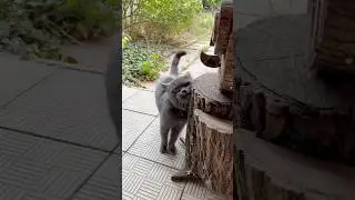 Я весь в любви ! #live #music #diy #прикол #cat #petdiy #смешныеживотные #funnyanimals