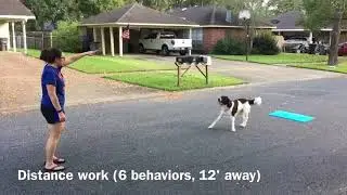 Princeton's Expert Trick Dog Video