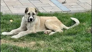 Тоша вернул своё😆 Невероятную историю этого красавца, смотрите у нас на канале!