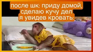 тикток после школы | подборка мемов