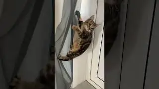 Gremlin's buddy