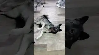 Тренировка собак приюта