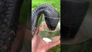 Как накормить змею, snake drink