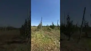 Apple orchard in Adygea / Яблоневый сад в Адыгее 