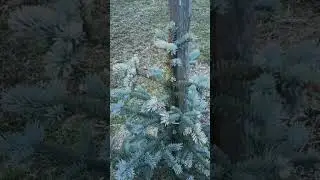 Ель голубая Костер ранней весной нуждается в защите от солнышка