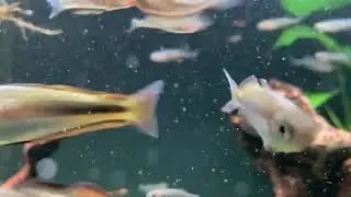 Rainbow Fish