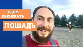 Конный влог: едем покупать лошадь
