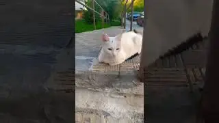 Кото-няшки😍
