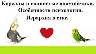 Психологические особенности и иерархия в стае у волнистых попугаев и корелл.