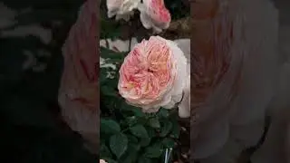 Кое-что из роз первогодок, ,клематис Интегрифолия...