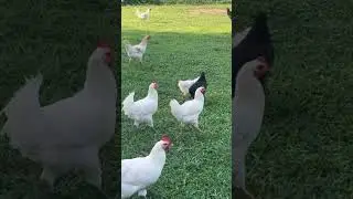 The Dog that Herds the Chickens. #morrispatchofheavenhomestead #corgi #homesteading