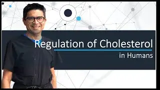 Regulation of Cholesterol in Humans #cholesterol