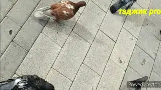 Пиразане дар рох кисахои зиндаги