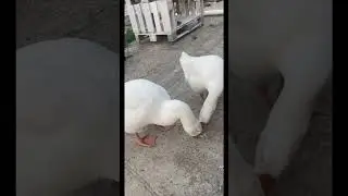 Гусики💕 #ручнойгусь#гусьобнимусь#жизньгусей#funny #goose#goosechannel#Краснодар