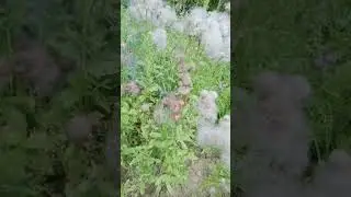 Fire 3 Огонь 3