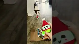 Tyr December barkbox! #bordercollieworld #bordercollie #dogoftheday