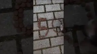 Нас 50000!!! Спасибо!!! Ставьте лайки. Подписывайтесь!!!