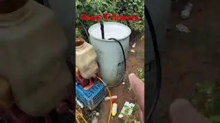 రోజా పూలు మొగ్గలు కాలిపోకుండా ఉండటానికి పిచికారీ చేస్తున్నాము 