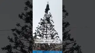Якщо буде хороша погода - ялинку демонтують уже в середу, 24 січня
