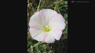 сказачные цветы