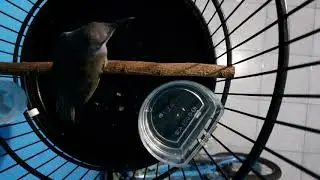 Cucak kombo Lag pingin kikuk