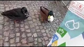 ЖЕНИХИ!!!