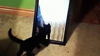 that cat in the mirror