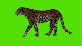 How I created animation through green screen of tiger