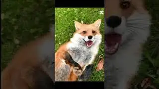 Я лиса!!а не собака🌿🦊#2024 #foxy