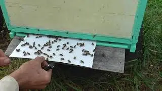 самодельные полоски от клеща работают